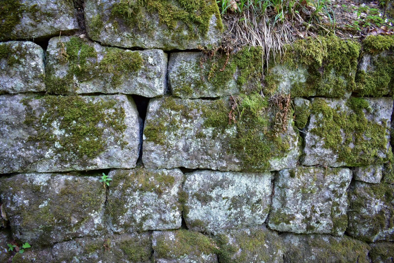 Nikon D3400 sample photo. Wall, brick, texture photography