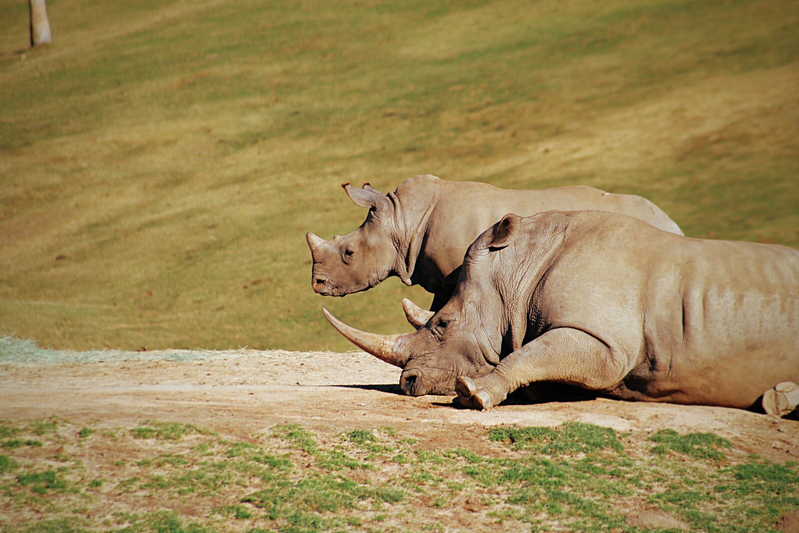 Canon EOS 750D (EOS Rebel T6i / EOS Kiss X8i) sample photo. Rhino, zoo, animal photography