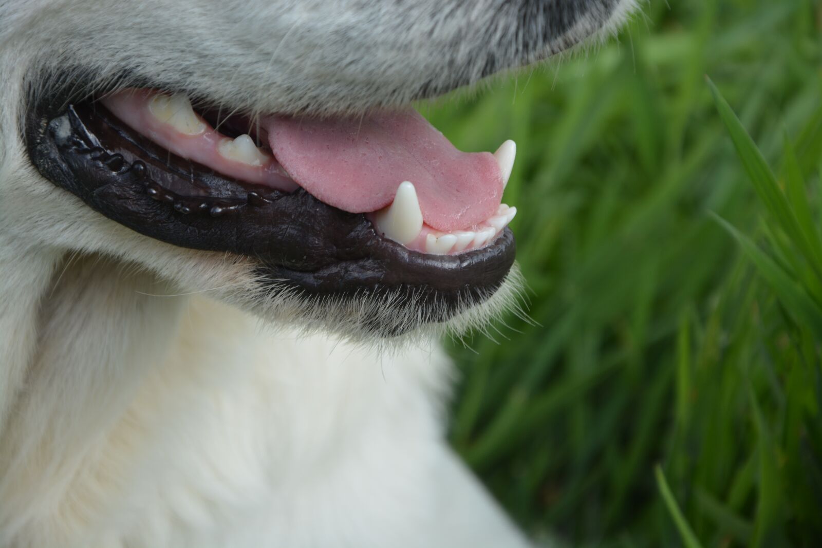 Nikon D5200 sample photo. Dog fangs white, language photography