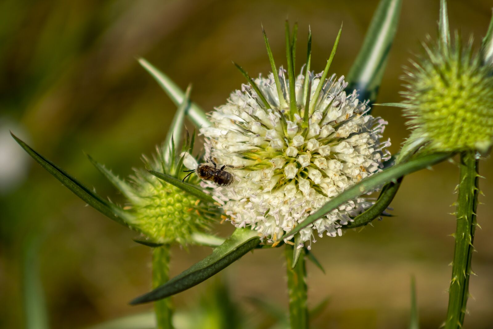 Canon EF75-300mm f/4-5.6 sample photo. Wildflower, stalk, szam rk photography