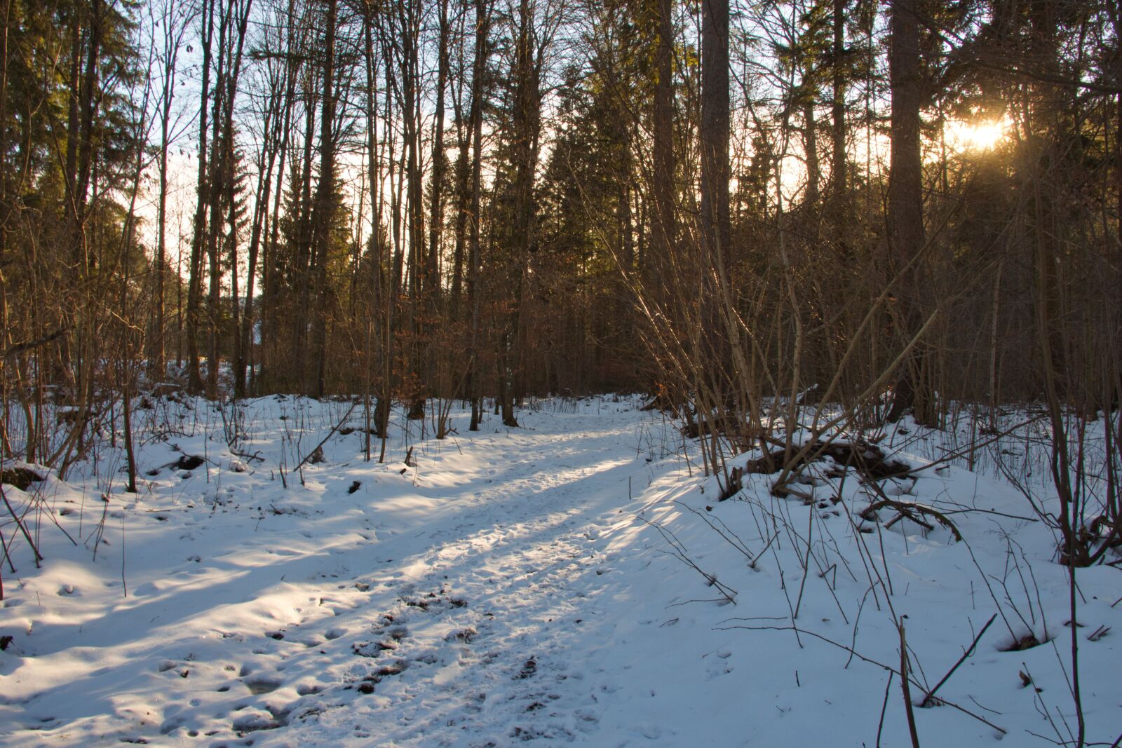 Canon EOS 700D (EOS Rebel T5i / EOS Kiss X7i) sample photo. Forest, walk, nature photography