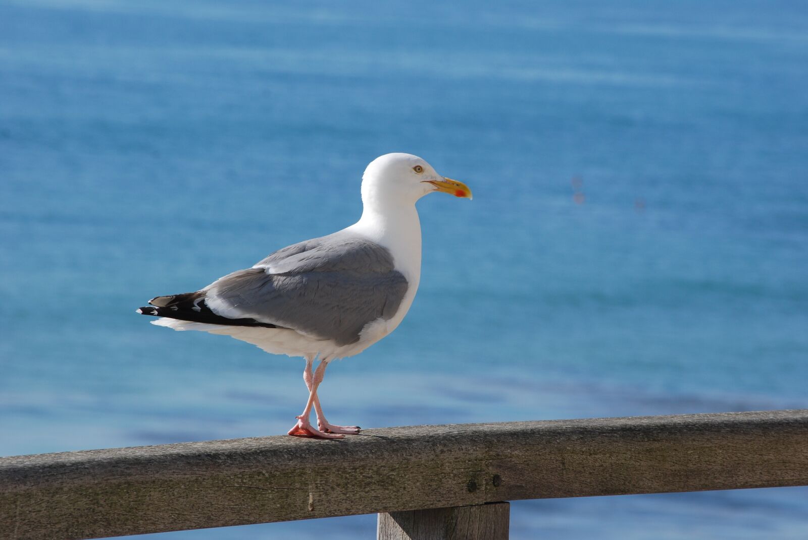 Nikon D60 sample photo. Seagull, sea, bird photography