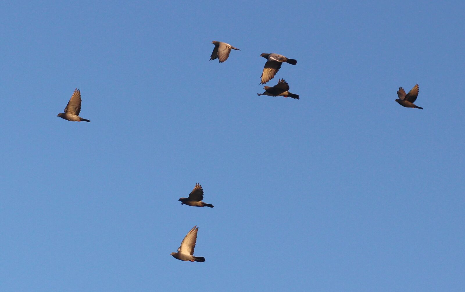 Canon EOS 700D (EOS Rebel T5i / EOS Kiss X7i) + Canon EF 85mm F1.8 USM sample photo. Birds, flight, sky photography