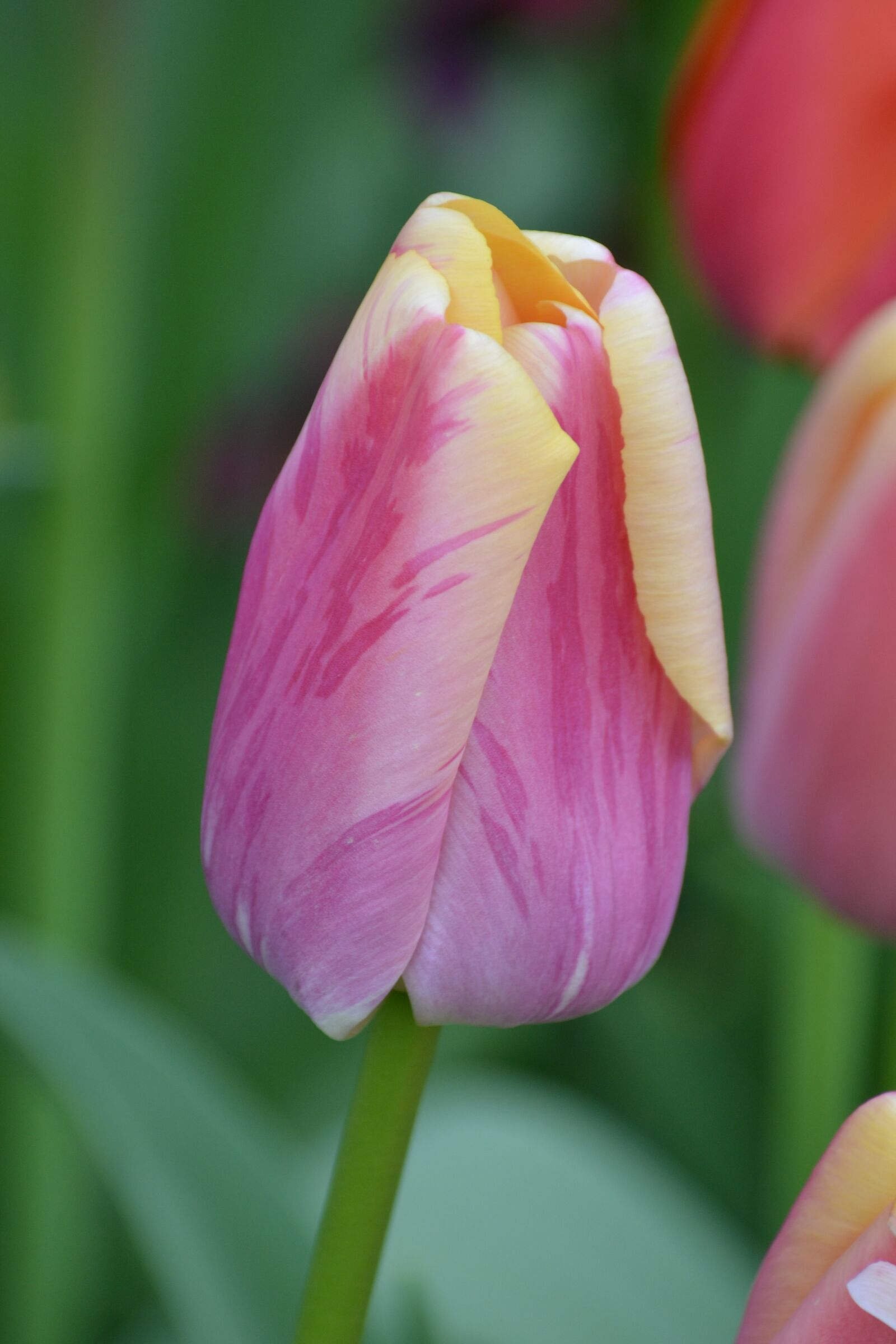 Nikon D3100 sample photo. Tulip, spring flower, rose photography