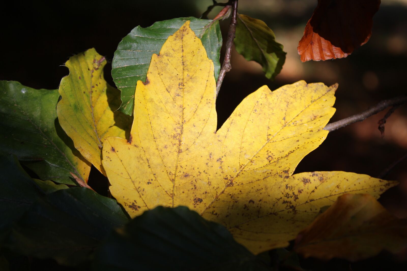 Canon EOS 1300D (EOS Rebel T6 / EOS Kiss X80) sample photo. Autumn, leaves, close up photography