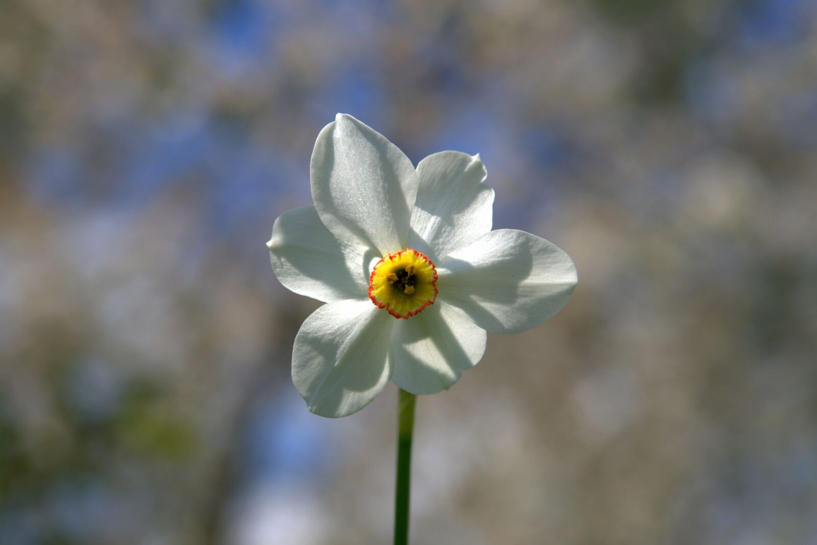Pentax K-S2 sample photo. Narcissus, flower, garden photography