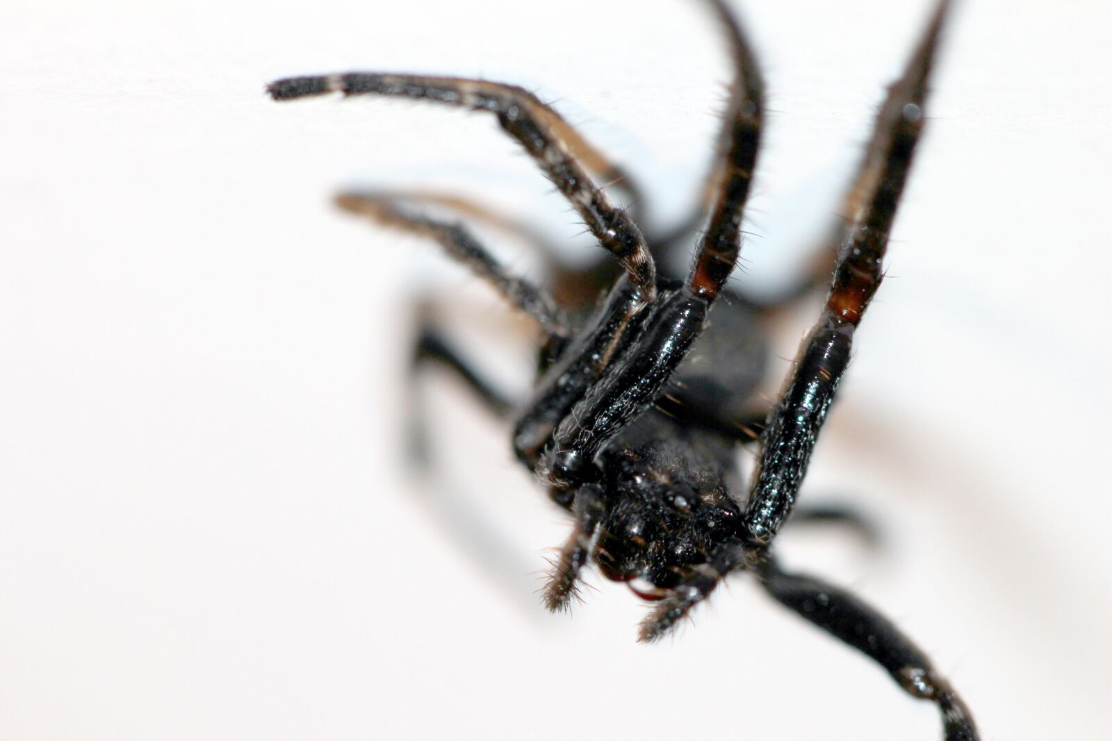 Canon EOS 550D (EOS Rebel T2i / EOS Kiss X4) sample photo. Spider, scary, insect photography