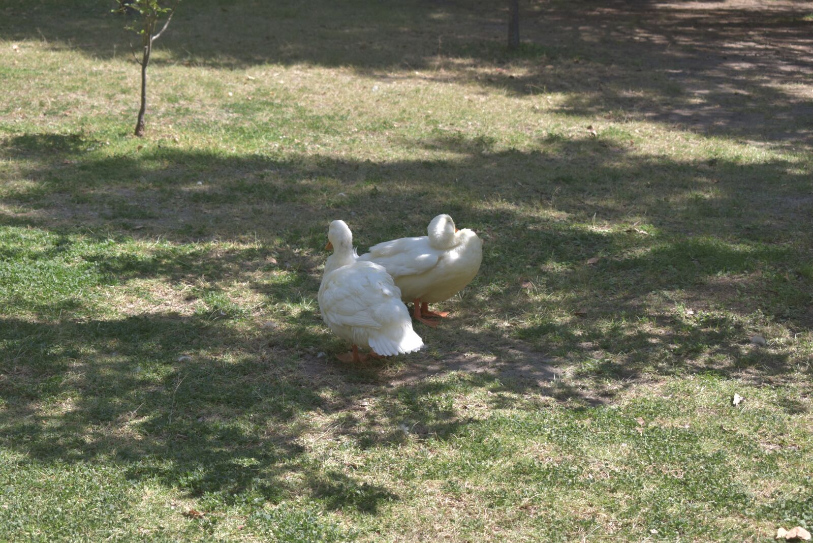 Nikon D3500 sample photo. Pato, animals, nature photography