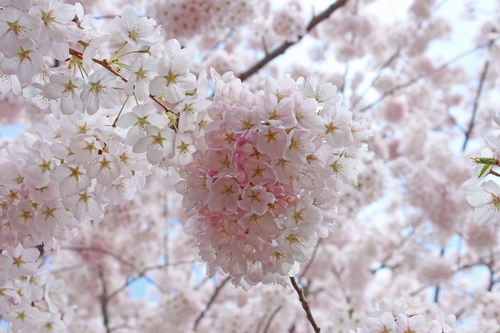 Canon EOS 650D (EOS Rebel T4i / EOS Kiss X6i) sample photo. Sakura cherry blossoms, spring photography