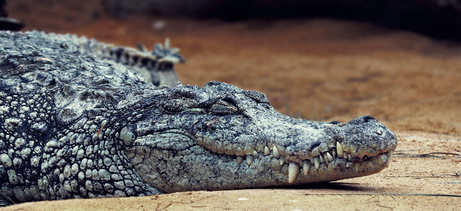 Canon EF-S 55-250mm F4-5.6 IS STM sample photo. Crocodile, amniotic terrestrial vertebrates photography