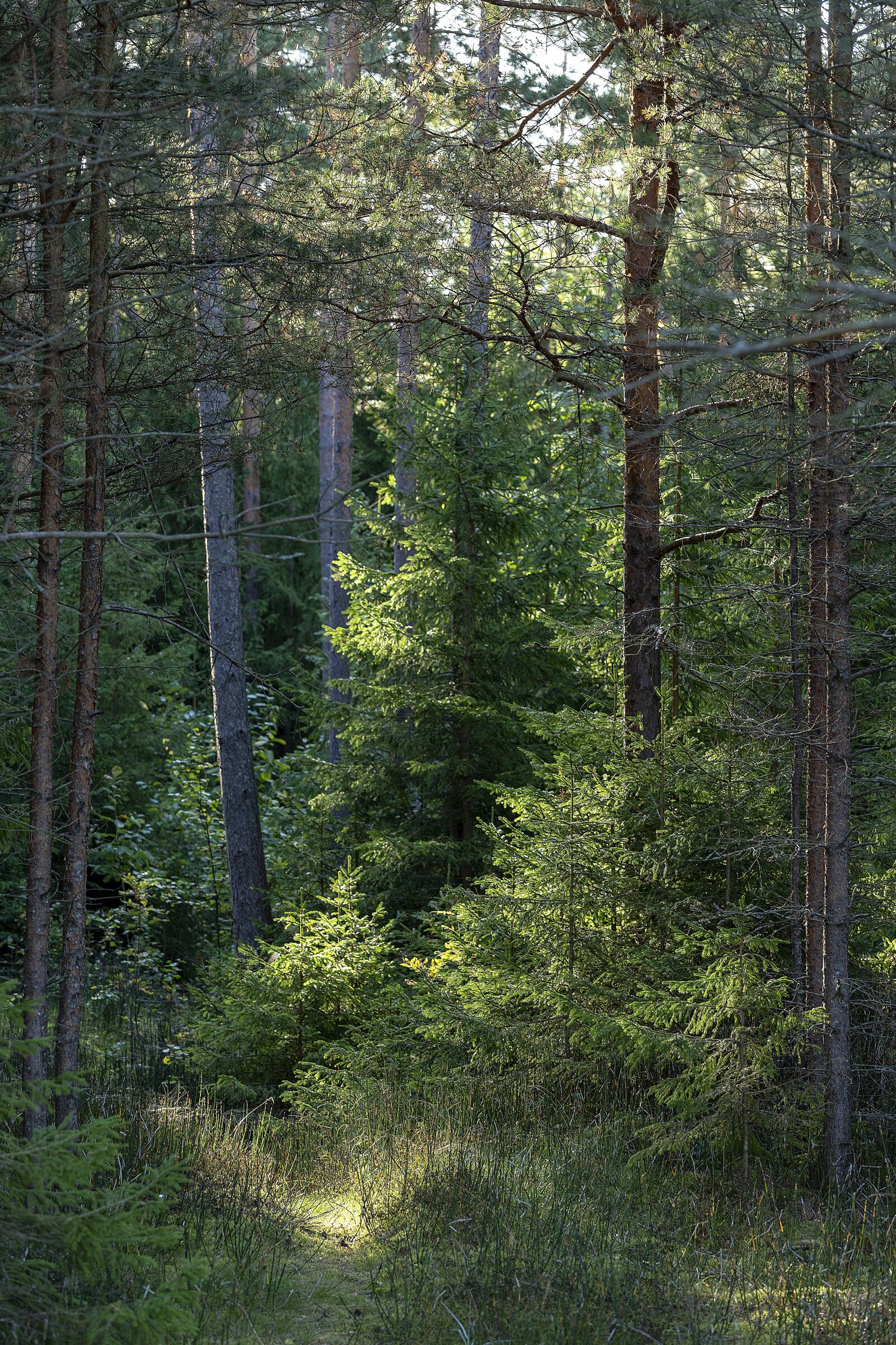 Canon EOS 6D + Canon EF 70-200mm F4L USM sample photo. Journey, forest, beauty photography