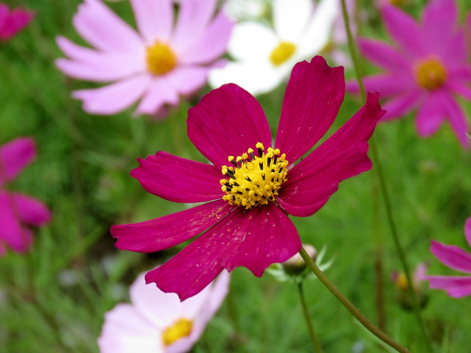 Canon PowerShot SX60 HS sample photo. Flower, cosmos, summer photography
