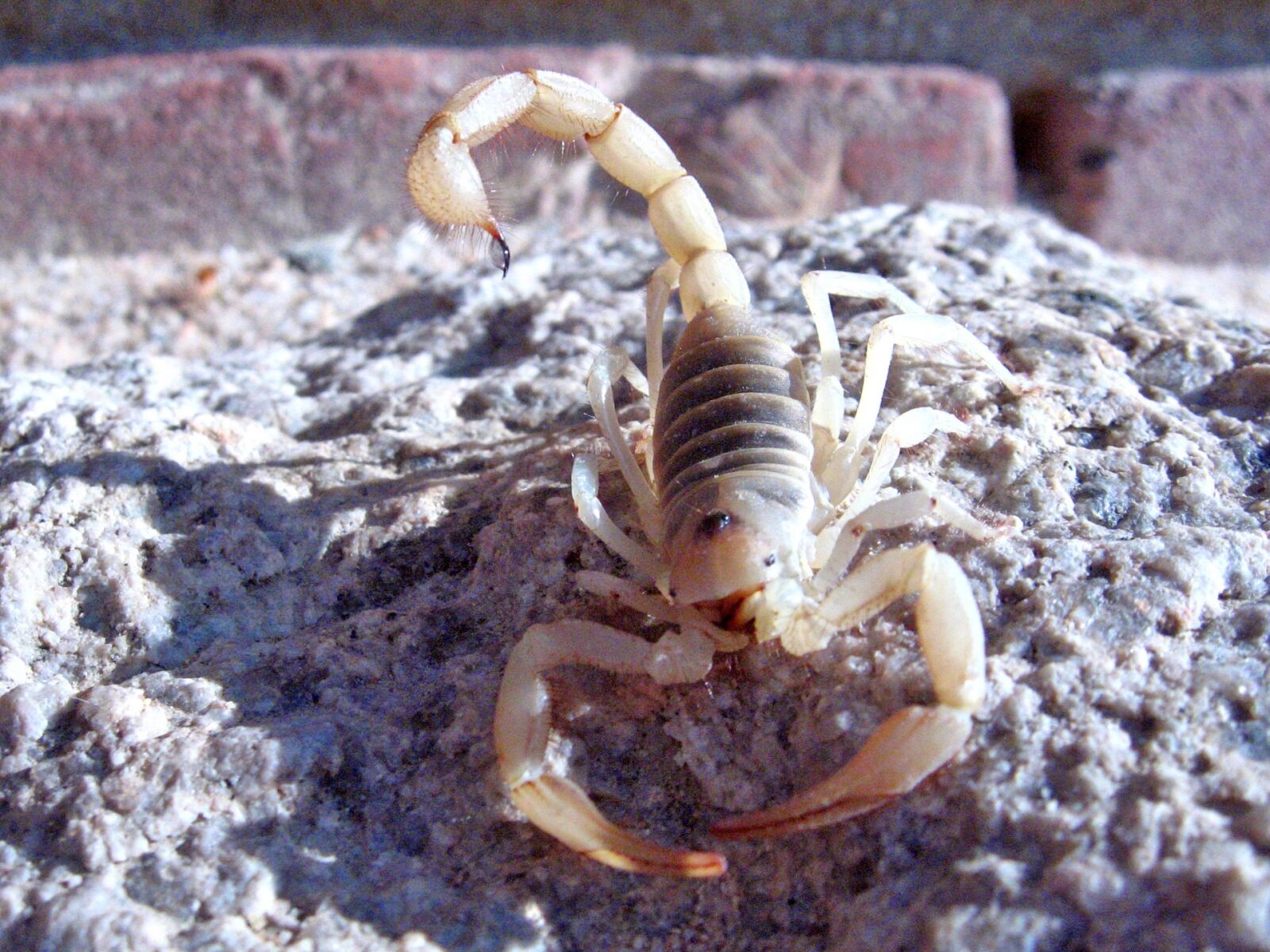 Canon POWERSHOT SD550 sample photo. Giant hairy scorpion, wildlife photography