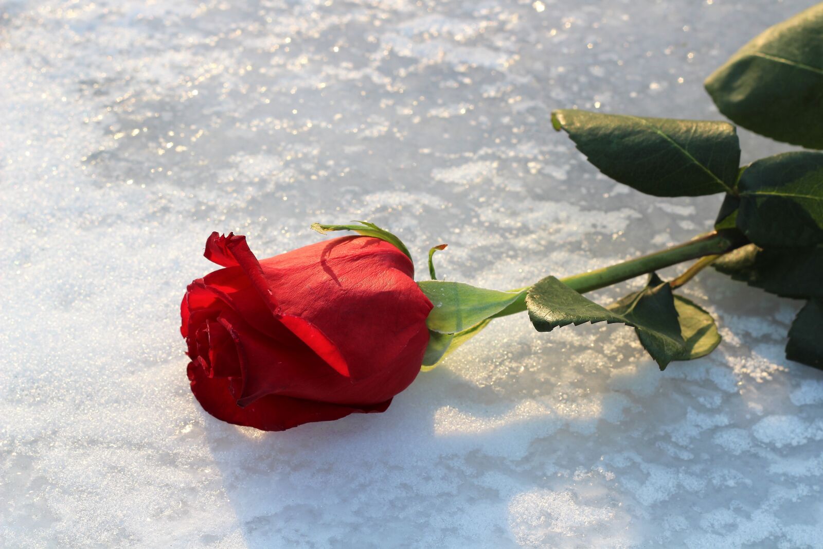 Canon EOS 600D (Rebel EOS T3i / EOS Kiss X5) + Canon EF 50mm F1.8 II sample photo. Red rose on ice photography