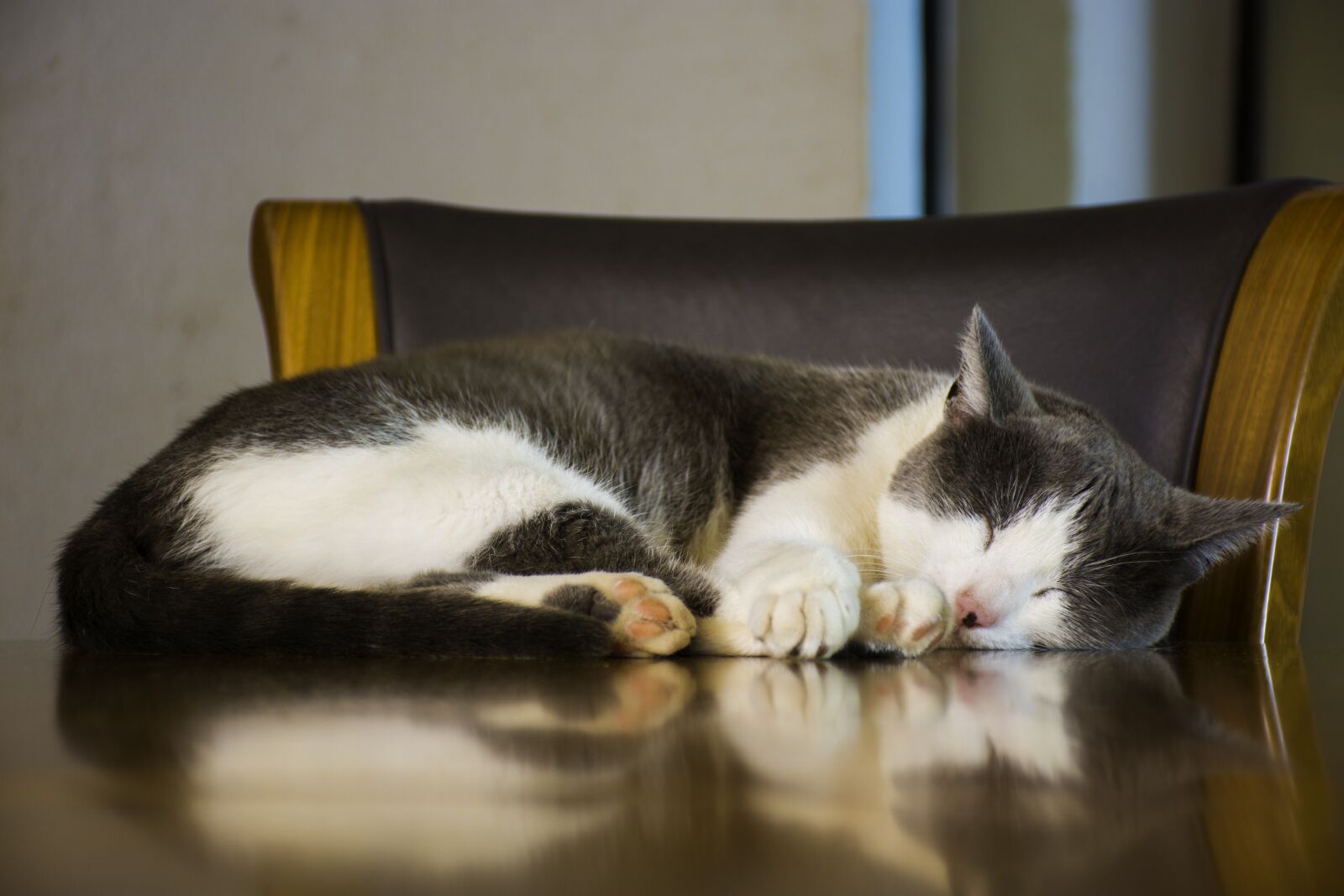 Nikon D7200 sample photo. Rest, cat, animals photography