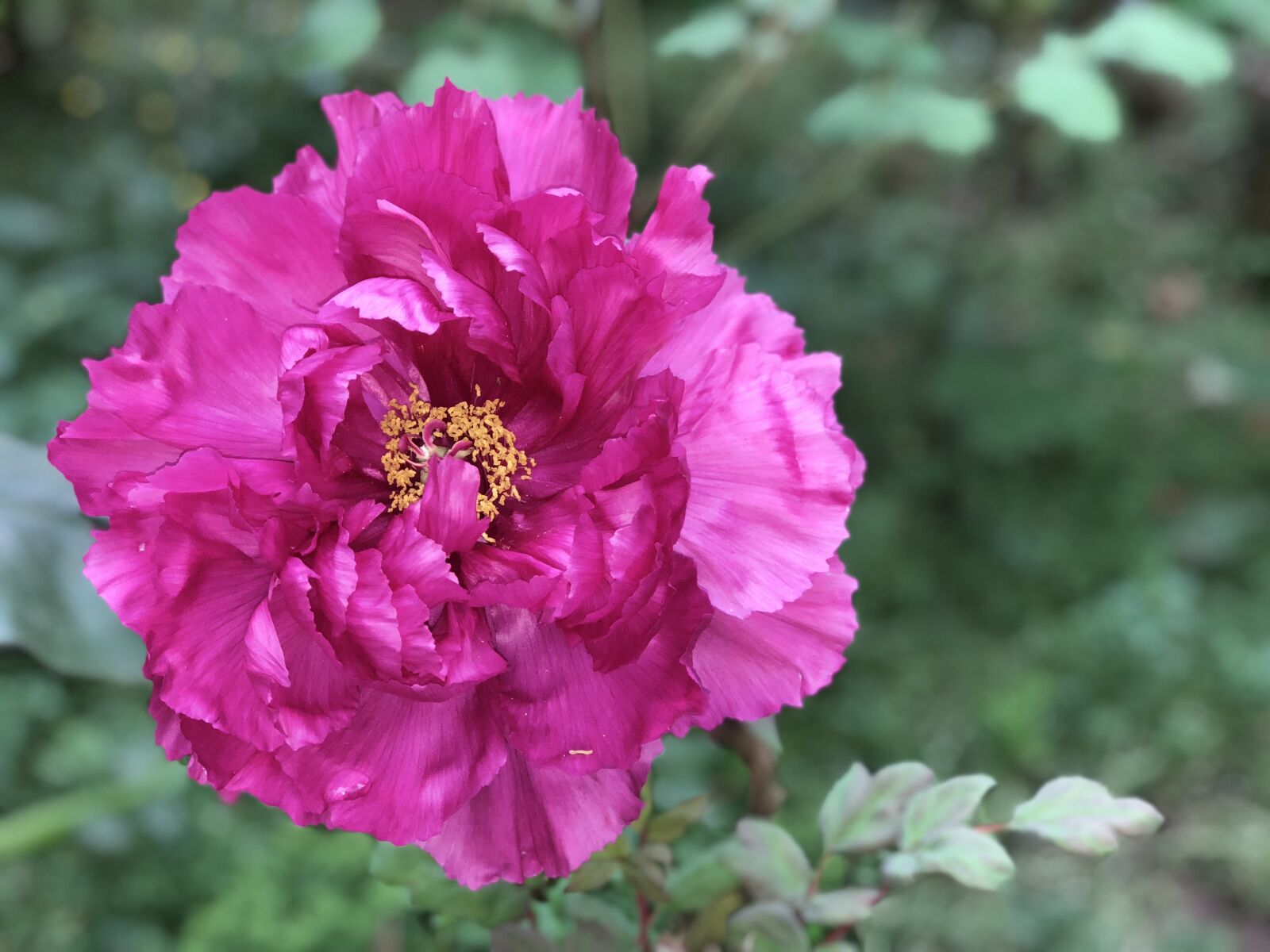 iPhone 8 Plus back dual camera 6.6mm f/2.8 sample photo. Flower, nature, plant photography