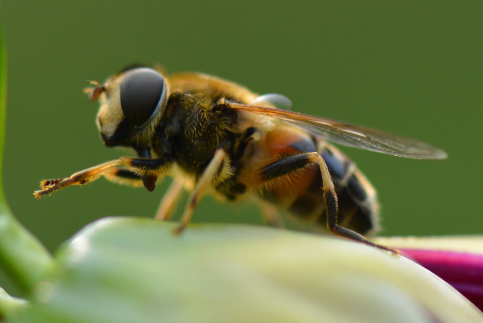 Nikon D5200 sample photo. Bee, animal, nature photography