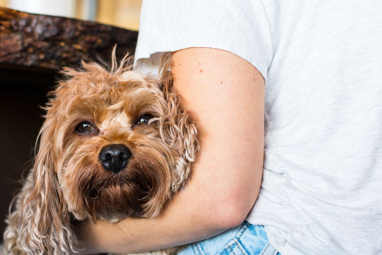 Nikon D3400 sample photo. Animal, pet, terrier photography
