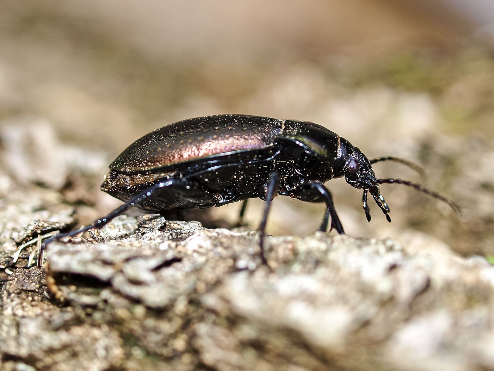 Olympus E-520 (EVOLT E-520) + OLYMPUS 35mm Lens sample photo. Beetle, ground beetles, insect photography
