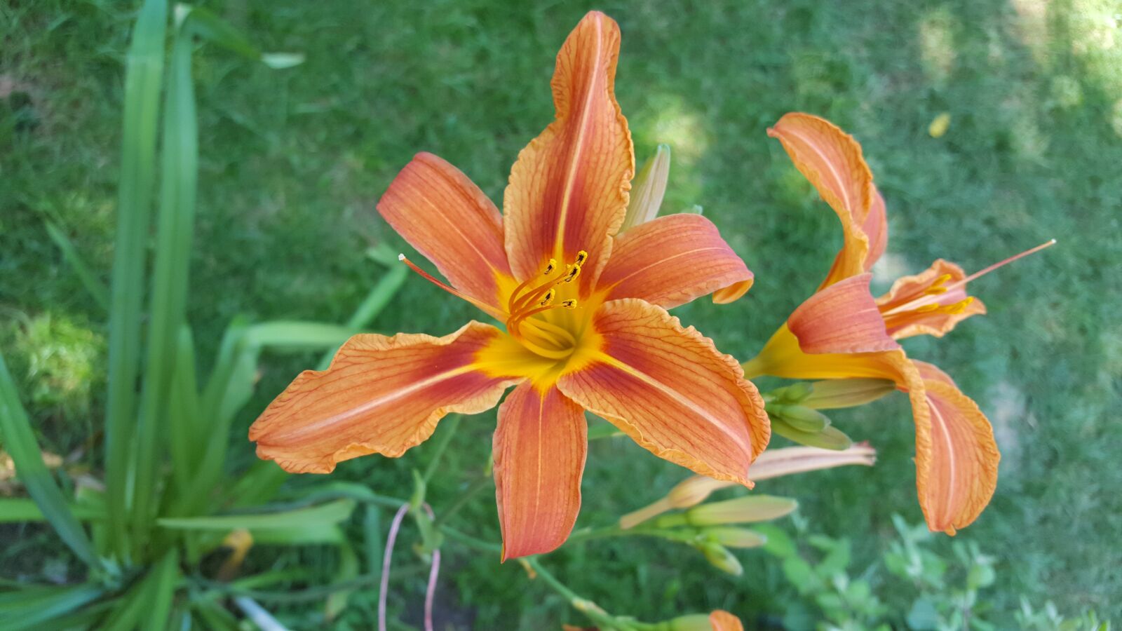 Samsung GALAXY S6 edge sample photo. Flowers, garden, orange photography