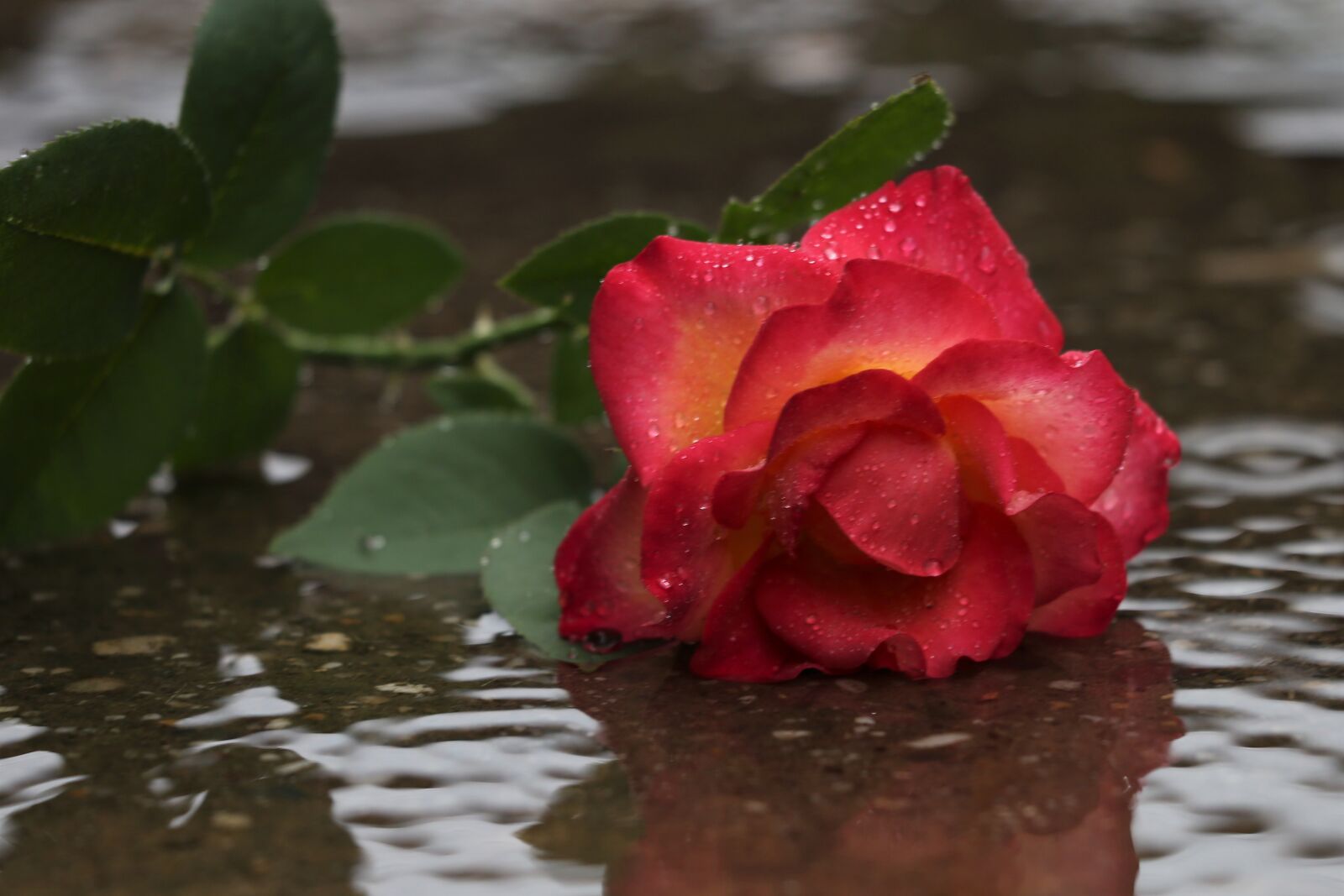 Canon EF 70-300 F4-5.6 IS II USM sample photo. Red yellow rose in photography