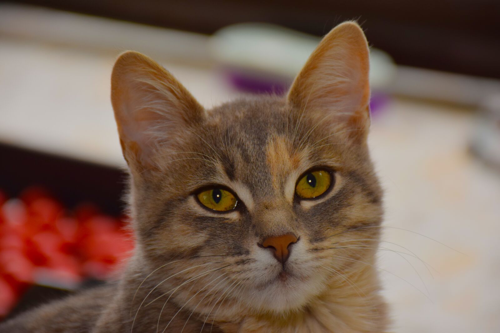 Nikon D5300 sample photo. Cat, sweet eyes, sadness photography