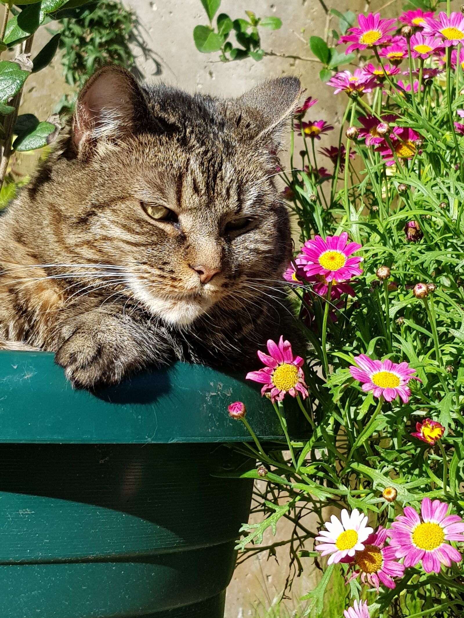 Samsung Galaxy S8+ sample photo. Cat, flowers, pets photography
