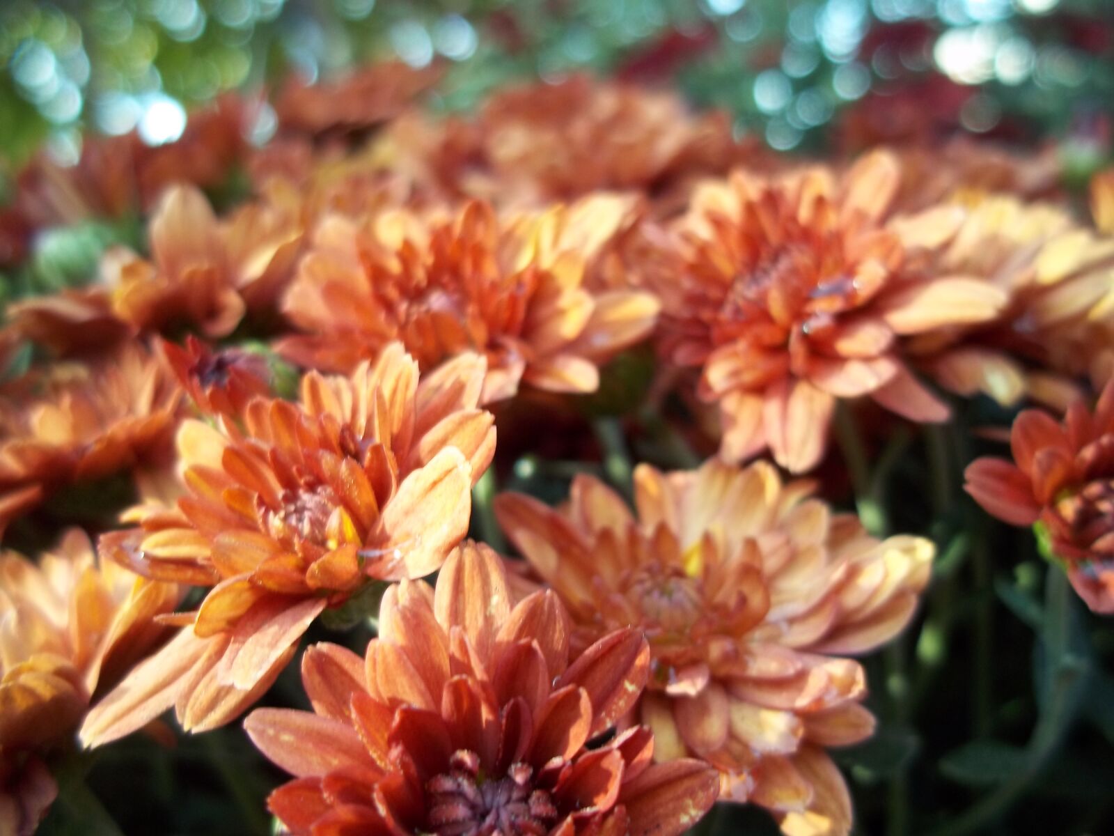 Kodak EASYSHARE M530 DIGITAL CAMERA sample photo. Flower, orange, summer photography