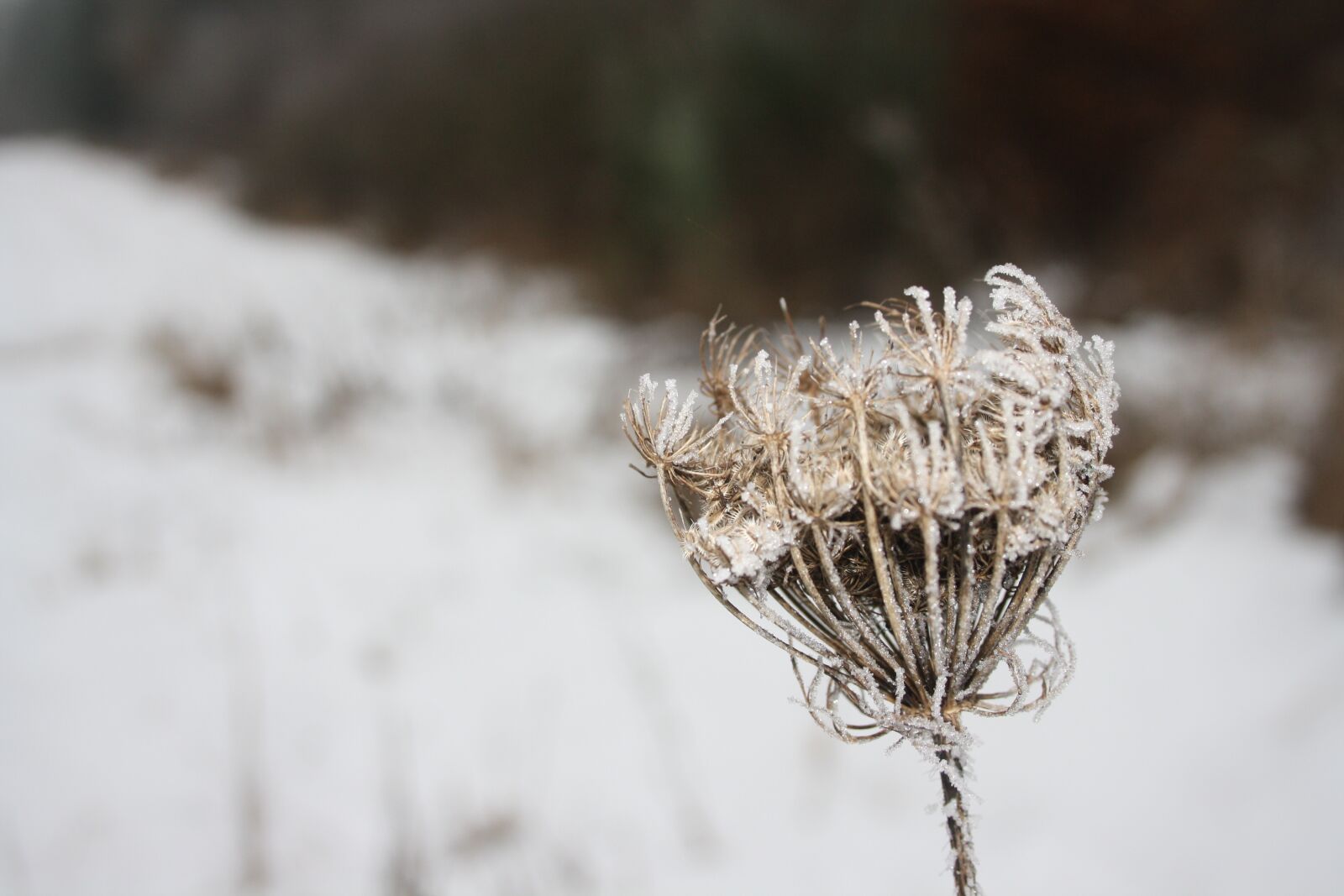 Canon EOS 1000D (EOS Digital Rebel XS / EOS Kiss F) sample photo. Snow, flower, dry photography