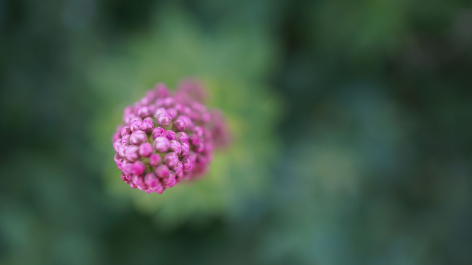 Sony E 30mm F3.5 Macro sample photo. Bud, pink green, background photography