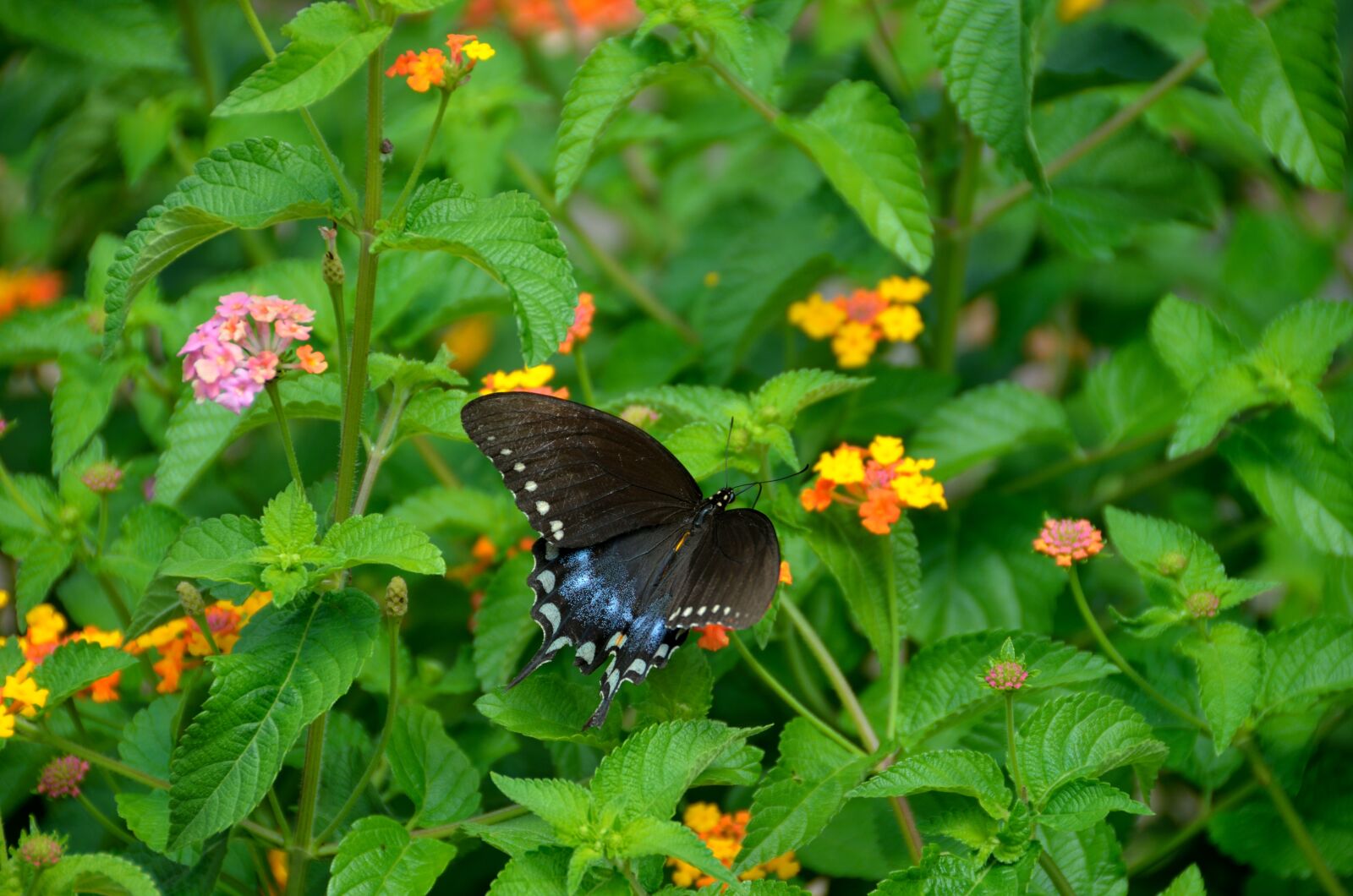 Nikon D7000 sample photo. Swallowtail butterfly, garden, insect photography