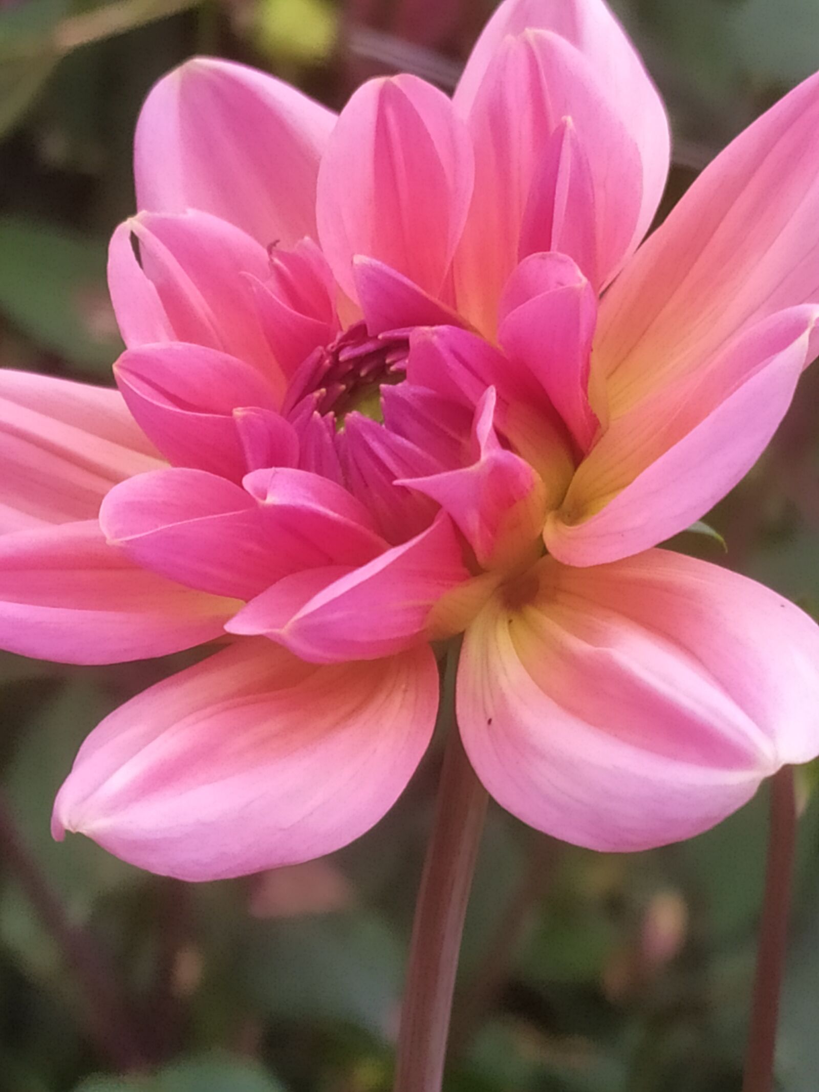 Xiaomi Redmi Note 7 sample photo. Nature, summer, flowers photography