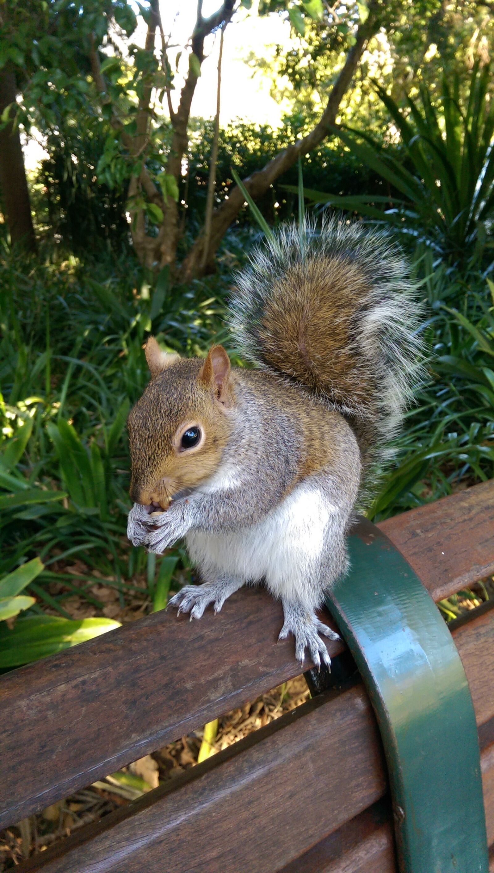 HTC ONE M8 sample photo. Squirrel, eating nuts, nature photography