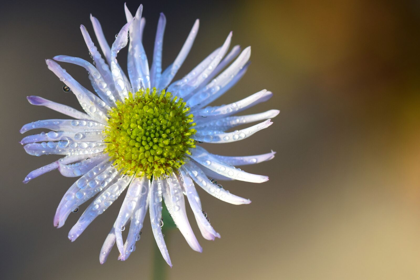 Nikon D3300 sample photo. Asteraceae, ticket aster, blossom photography