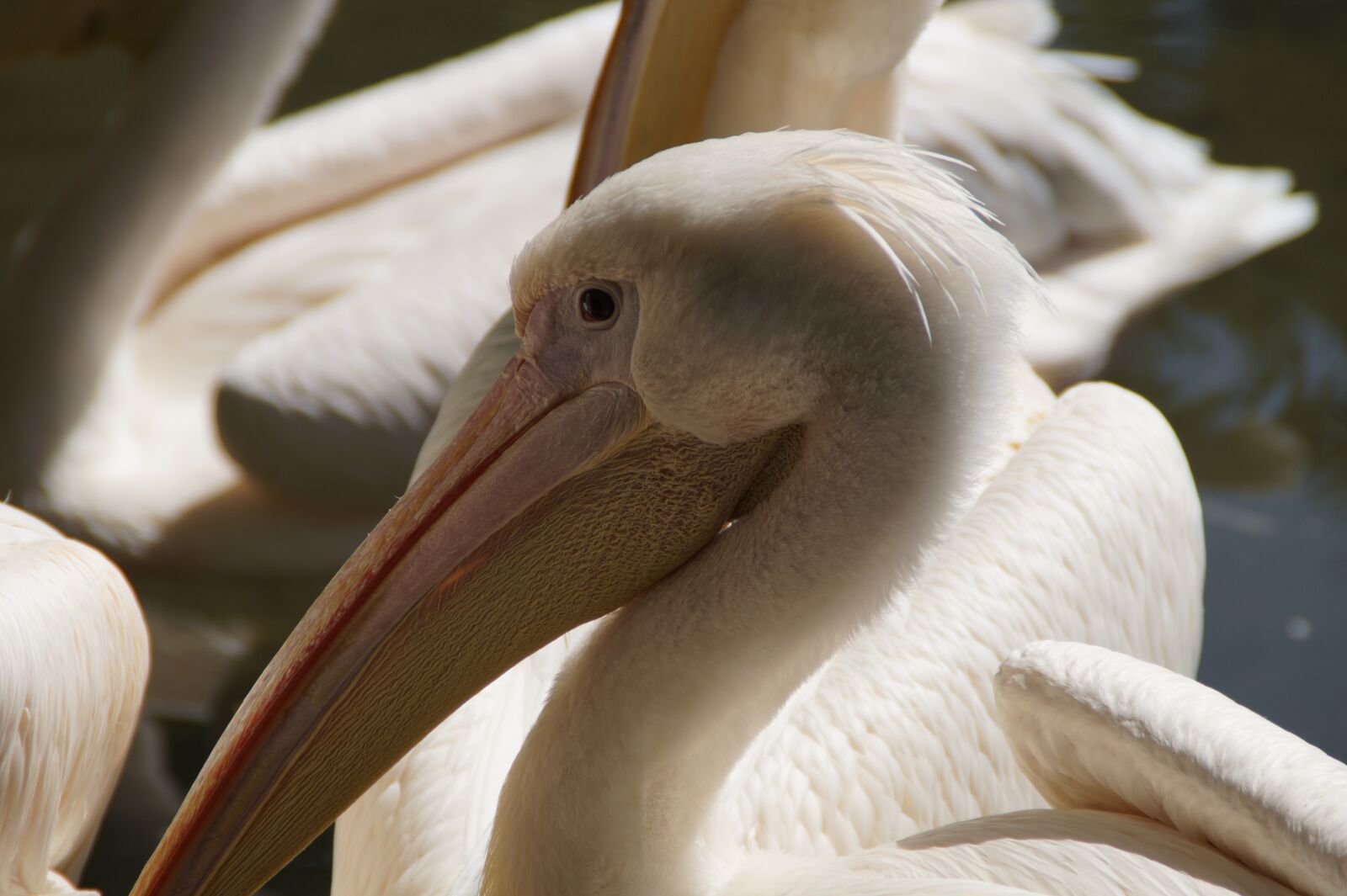 Sony SLT-A58 sample photo. Pelikan, head, close up photography