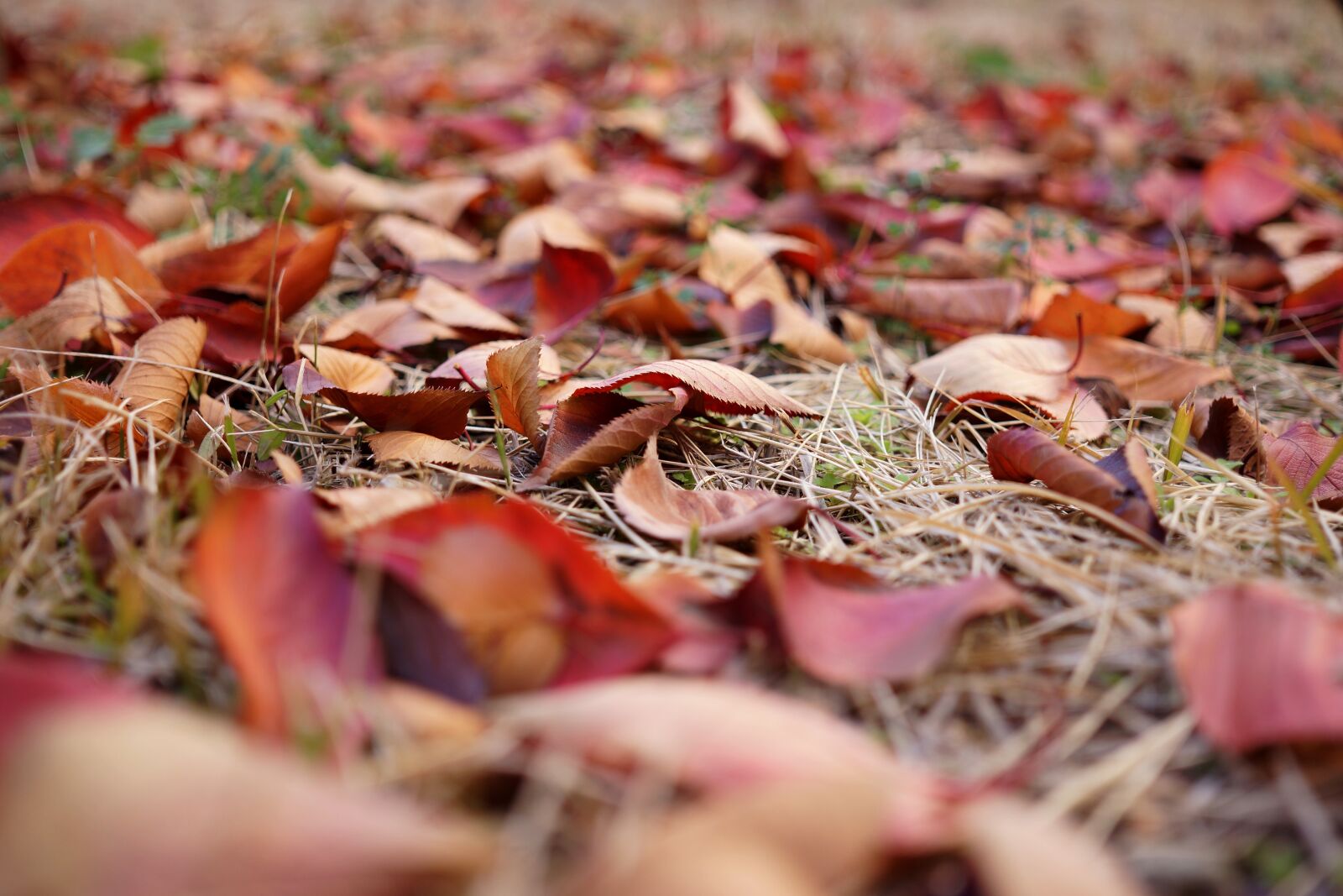 Sony Alpha NEX-7 + Sigma 30mm F2.8 EX DN sample photo. Late autumn, leaves, backyard photography