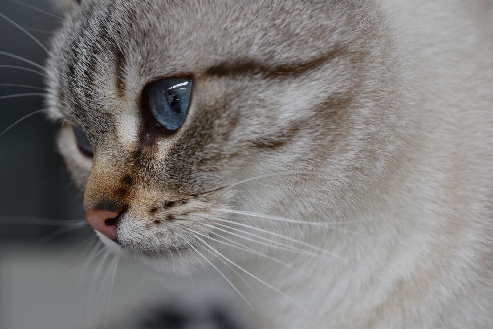 Nikon D5600 sample photo. Cat, kitty, animal photography