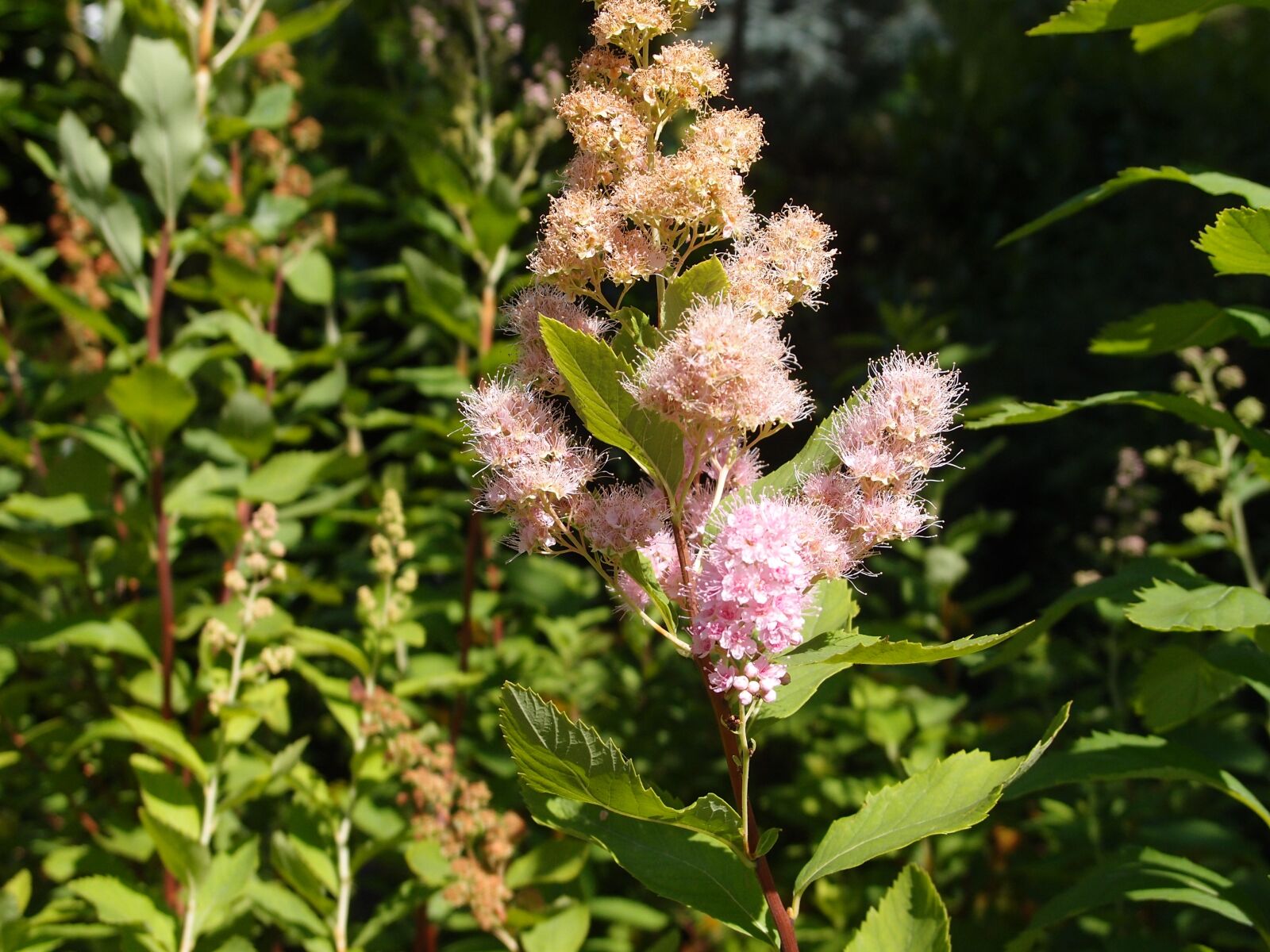 Olympus XZ-1 sample photo. Flower, nature, plant photography