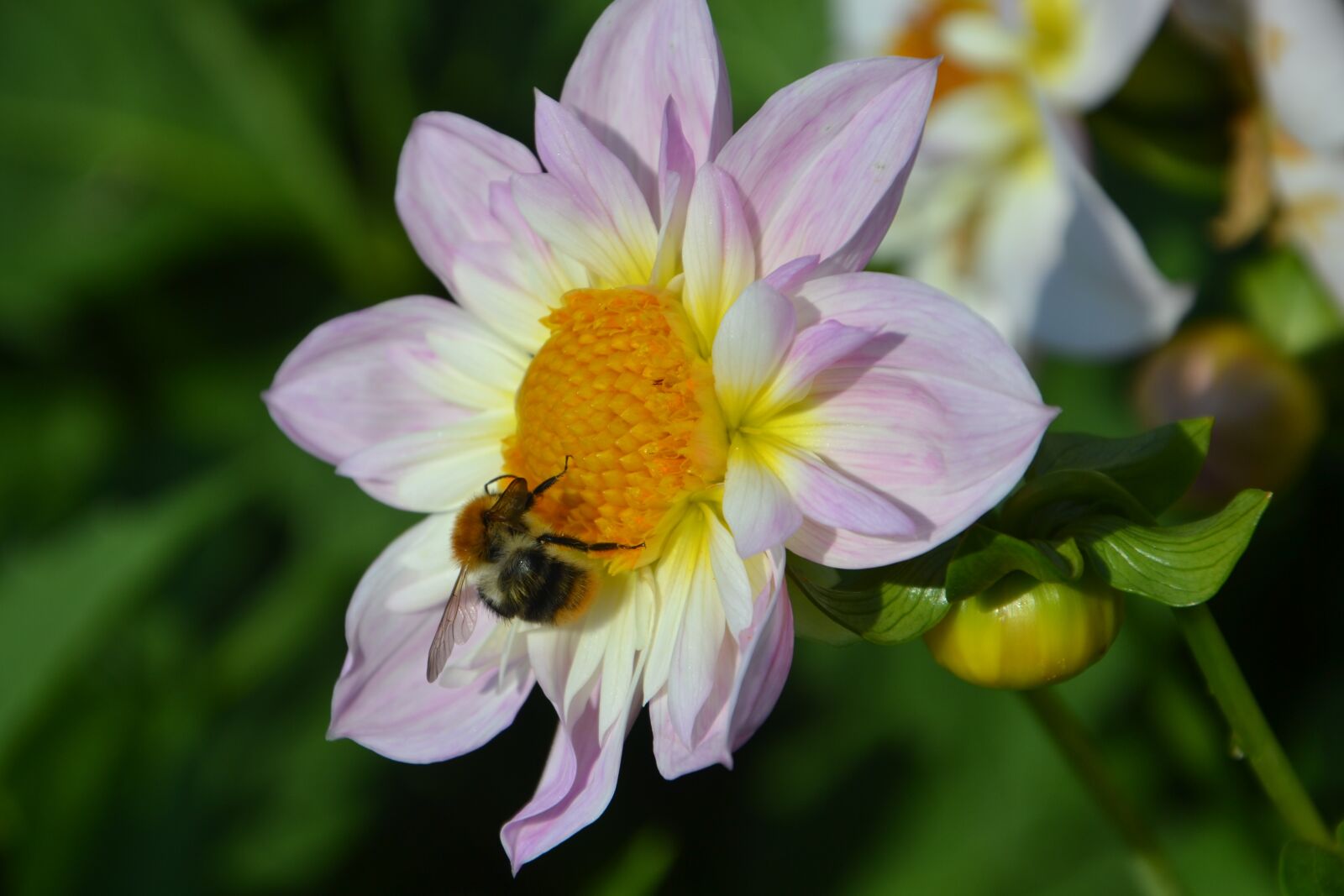 Nikon D3100 sample photo. Dahlia, autumn, blossom photography