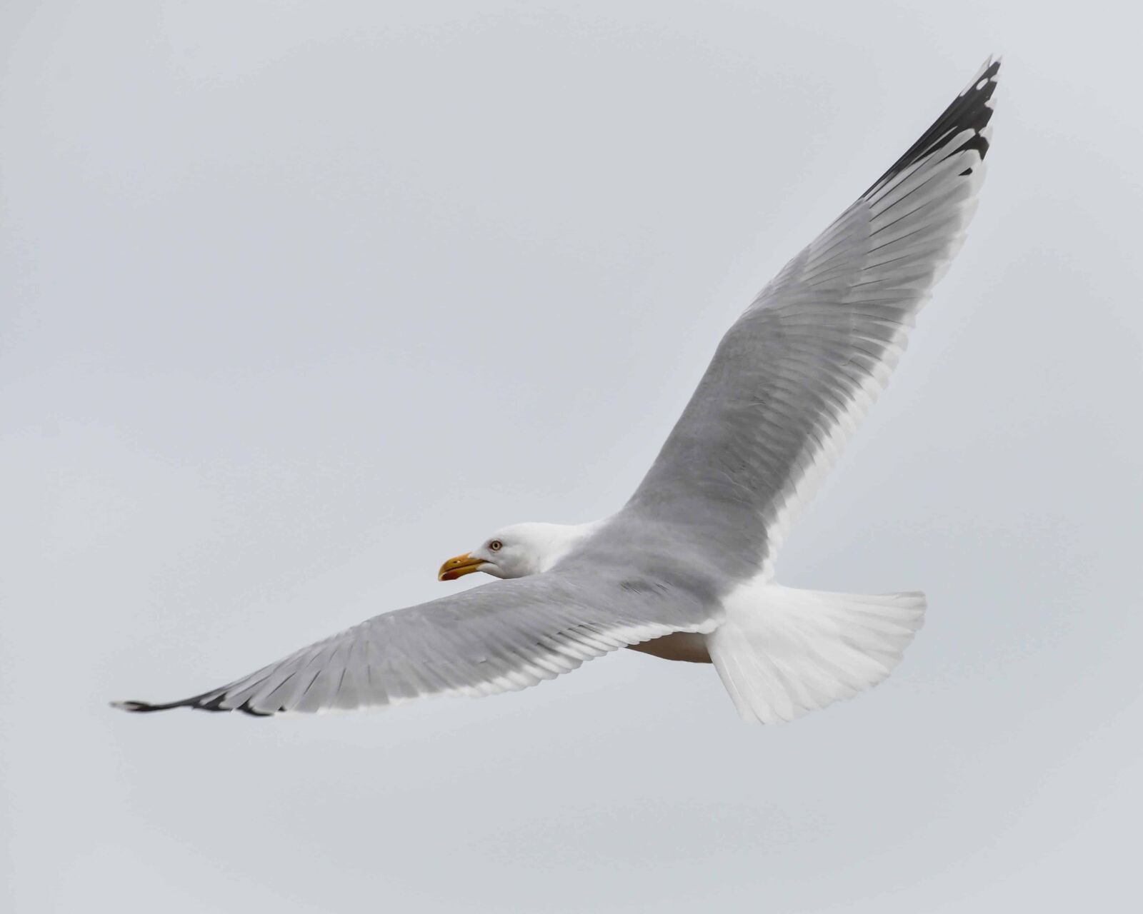 Nikon D500 sample photo. Wildlife, bird, flight, seabird photography
