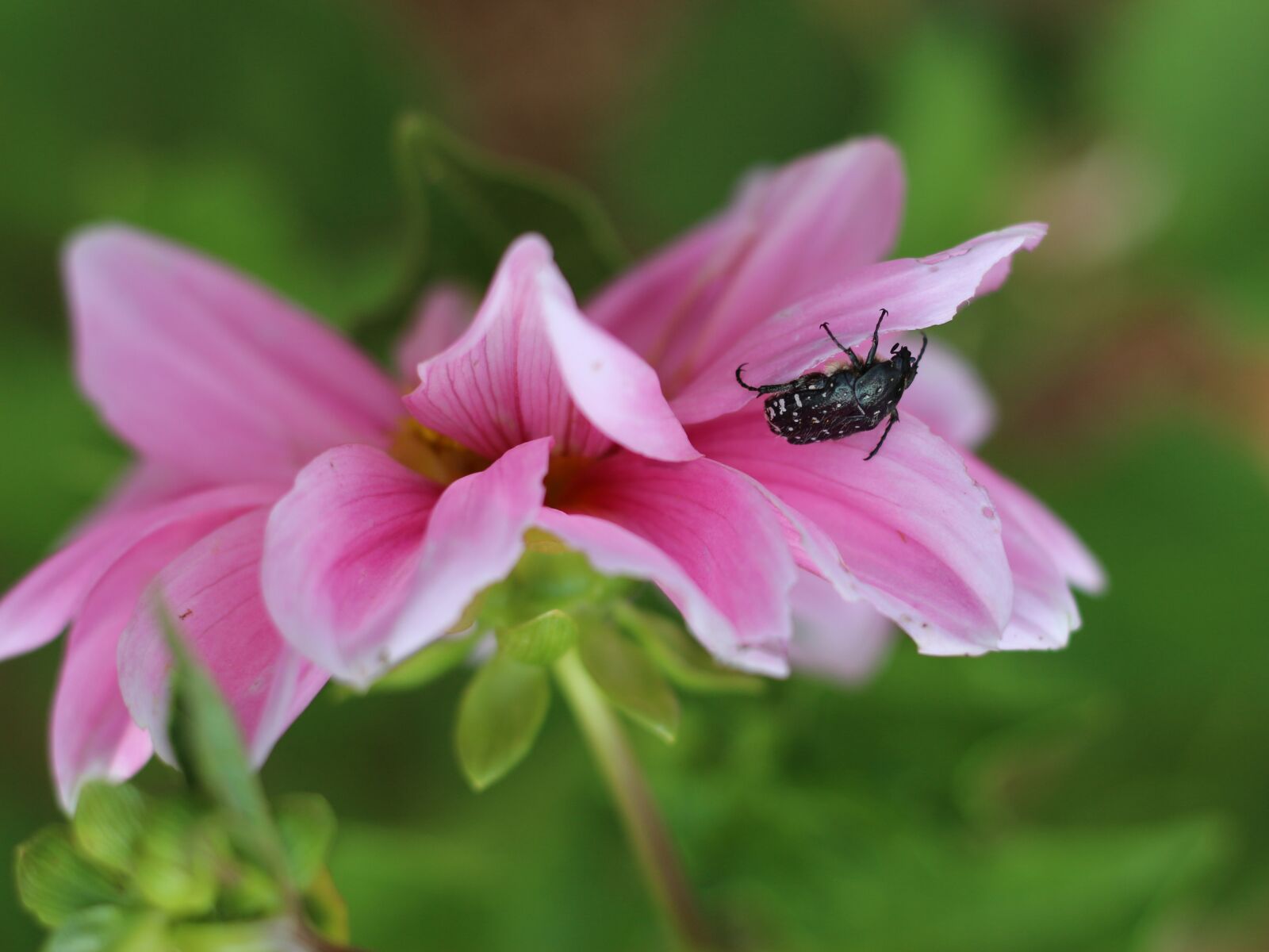 Canon EOS 700D (EOS Rebel T5i / EOS Kiss X7i) sample photo. Pink flower, dahlia, beetle photography