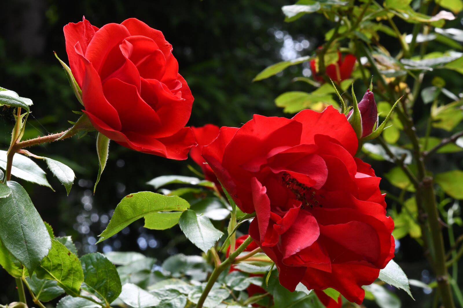 Nikon D7500 sample photo. Flower, rosa, red photography
