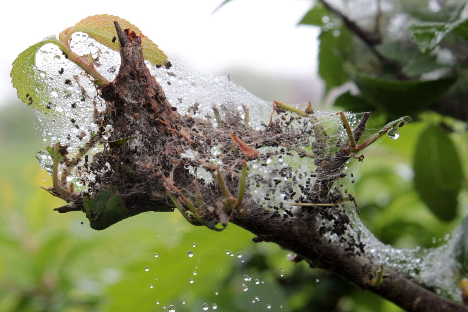 Canon EOS 650D (EOS Rebel T4i / EOS Kiss X6i) sample photo. Larvae nest, spun yarn photography