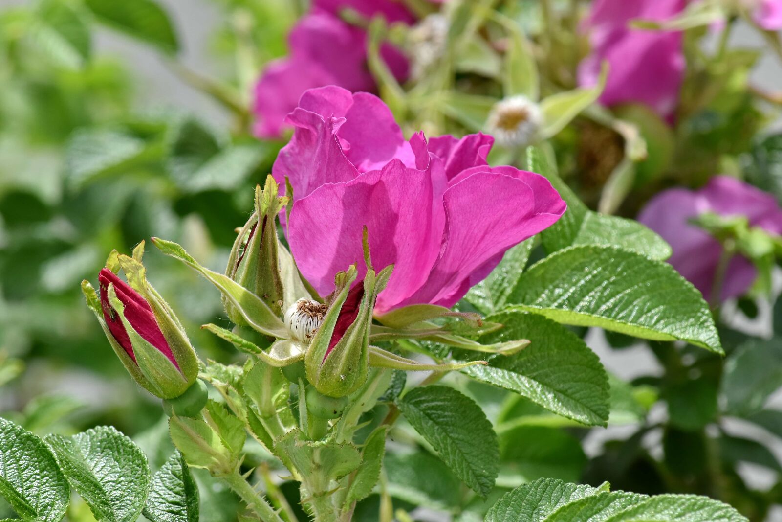 Nikon D5500 sample photo. Garden, pink, nature, summer photography