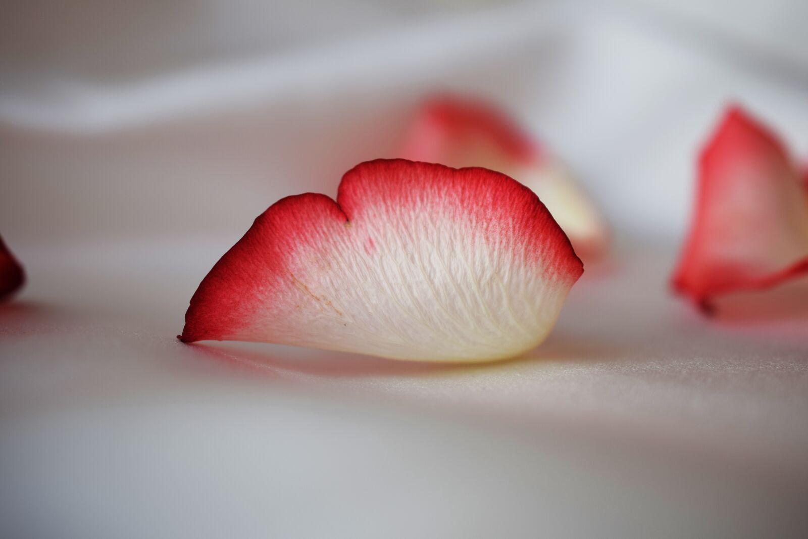 Nikon D5300 sample photo. Rose, white, petals photography