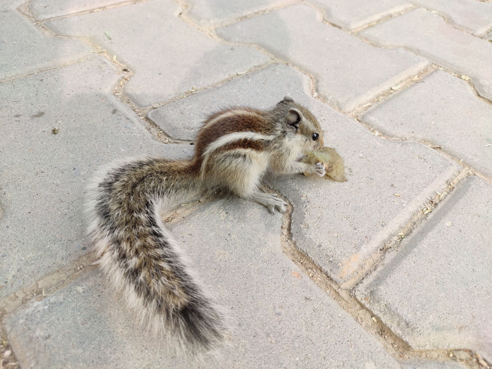 Xiaomi Redmi Note 7 Pro sample photo. Squirrel, animals, cute photography