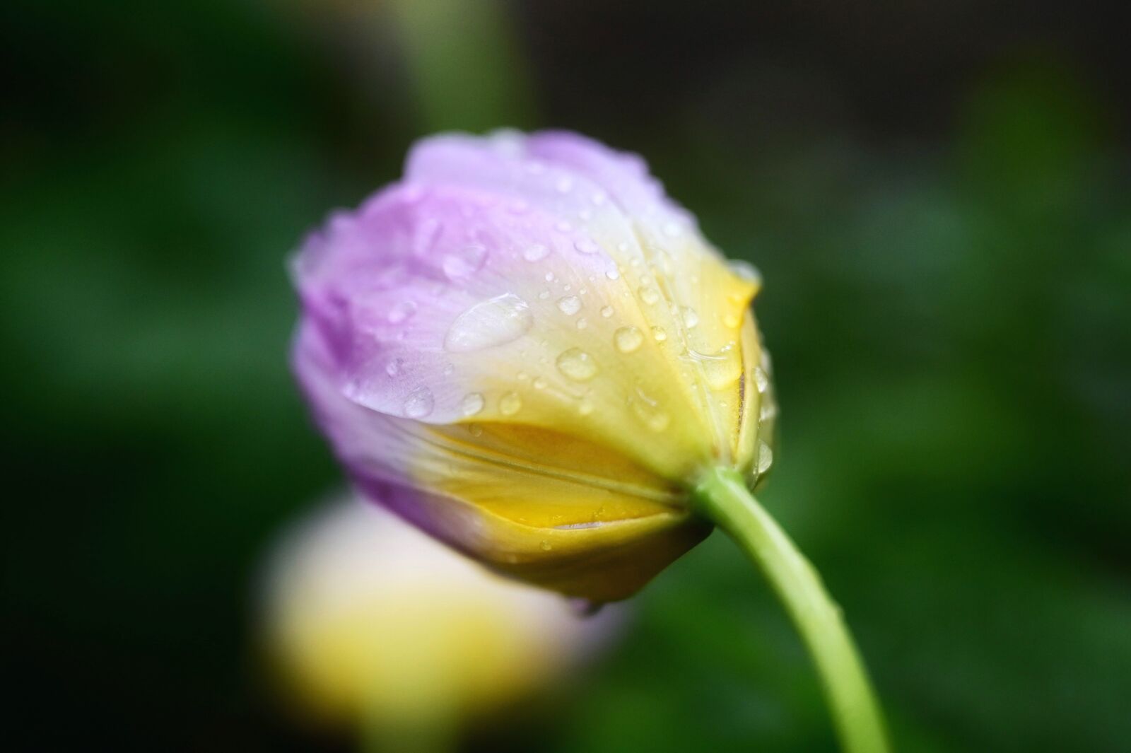 Nikon Nikkor Z 24-70mm F2.8 S sample photo. Tulip, raindrop, blossom photography