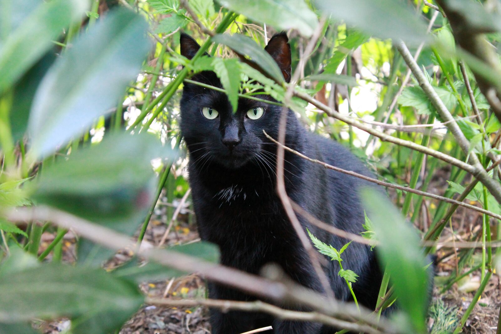 Canon EOS 1100D (EOS Rebel T3 / EOS Kiss X50) sample photo. Cat, black cat, black photography