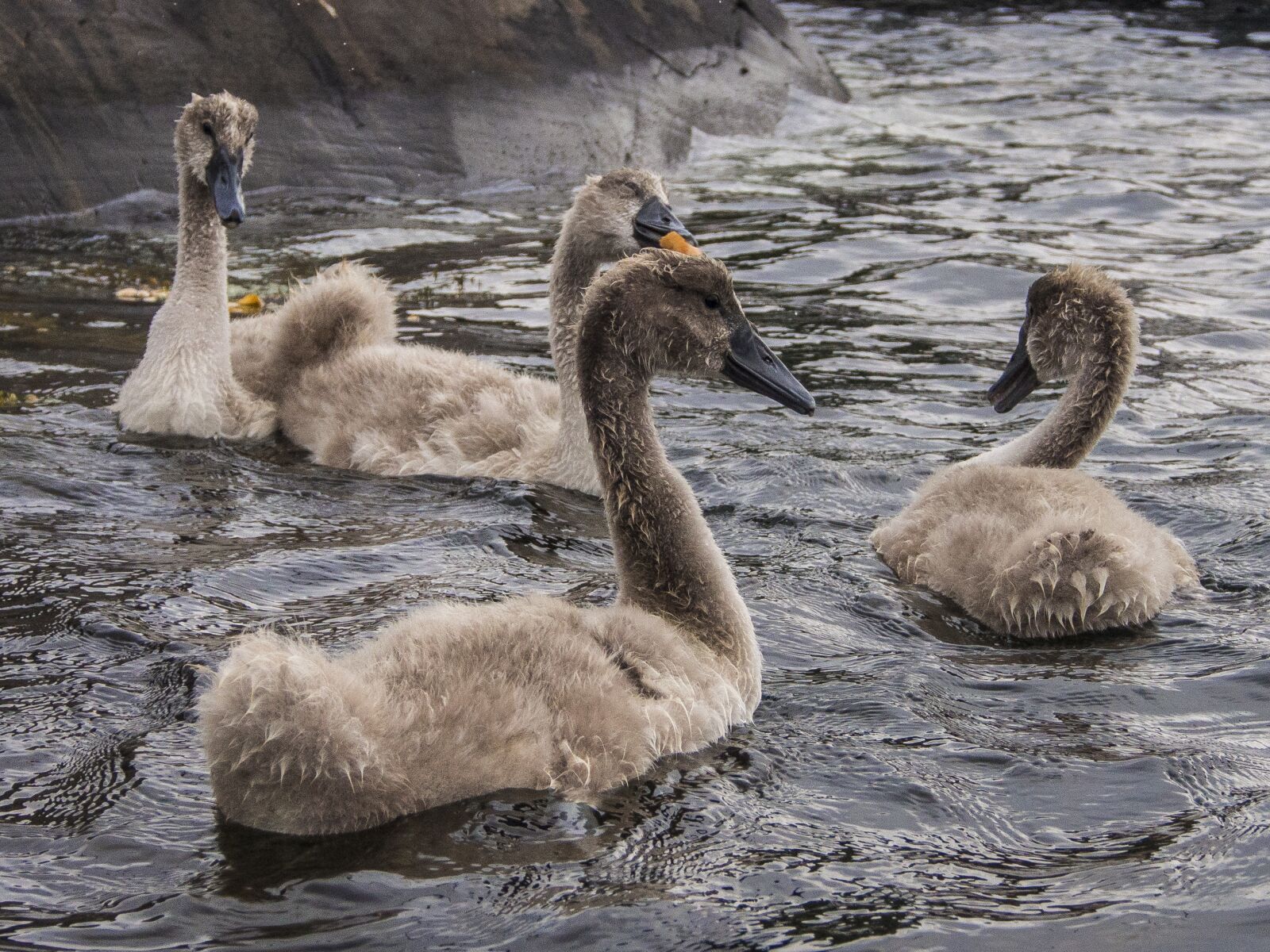 Olympus OM-D E-M5 sample photo. Swan, bird, svaneunge photography