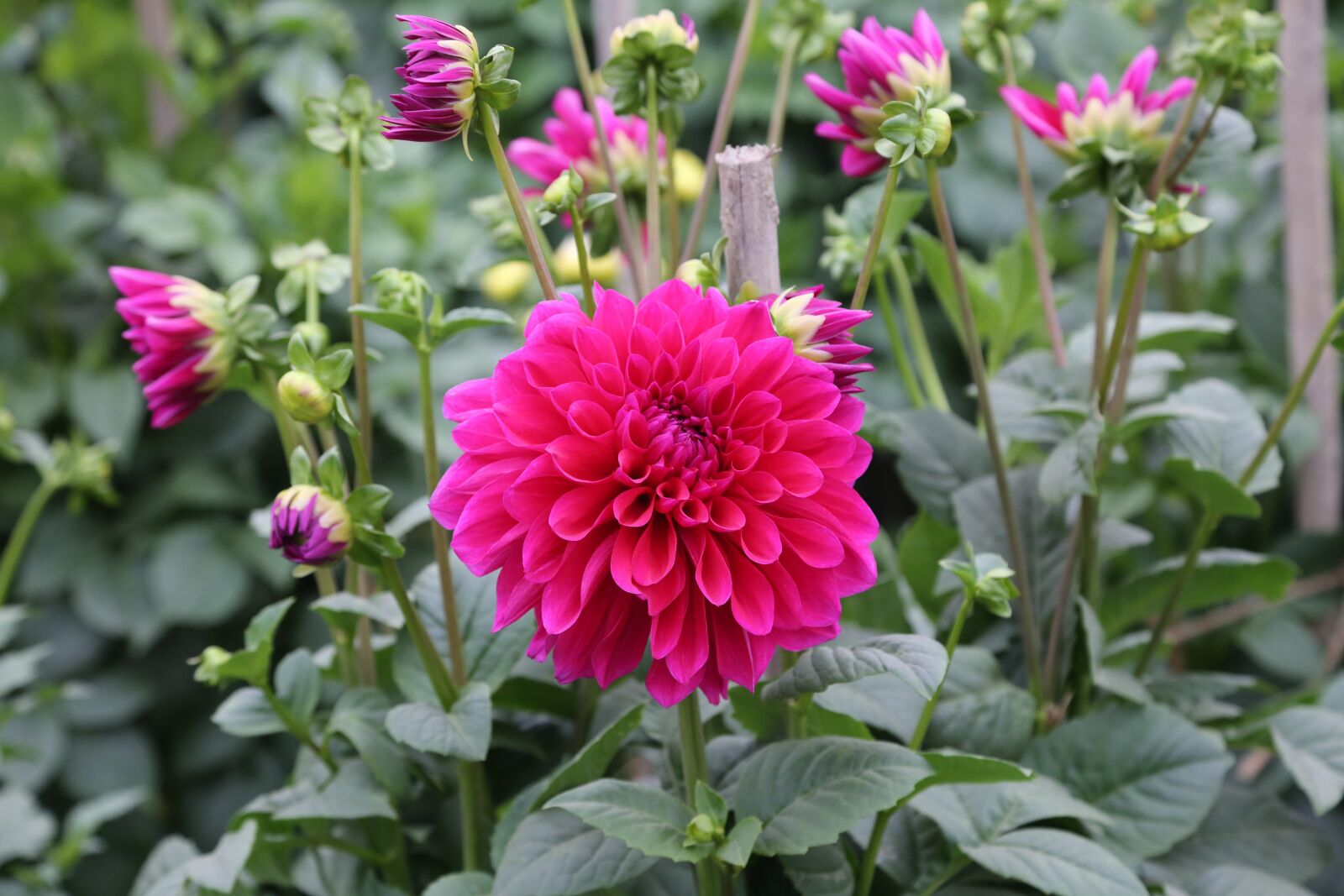 Canon EF 24-105mm F4L IS USM sample photo. Flower, garden, nature photography